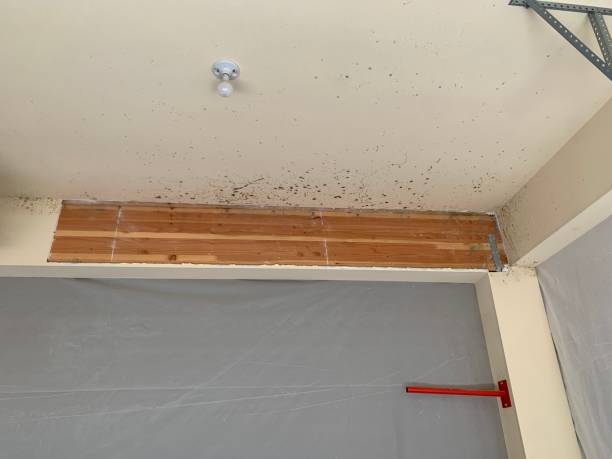 Best Emergency Mold Remediation  in Abita Springs, LA